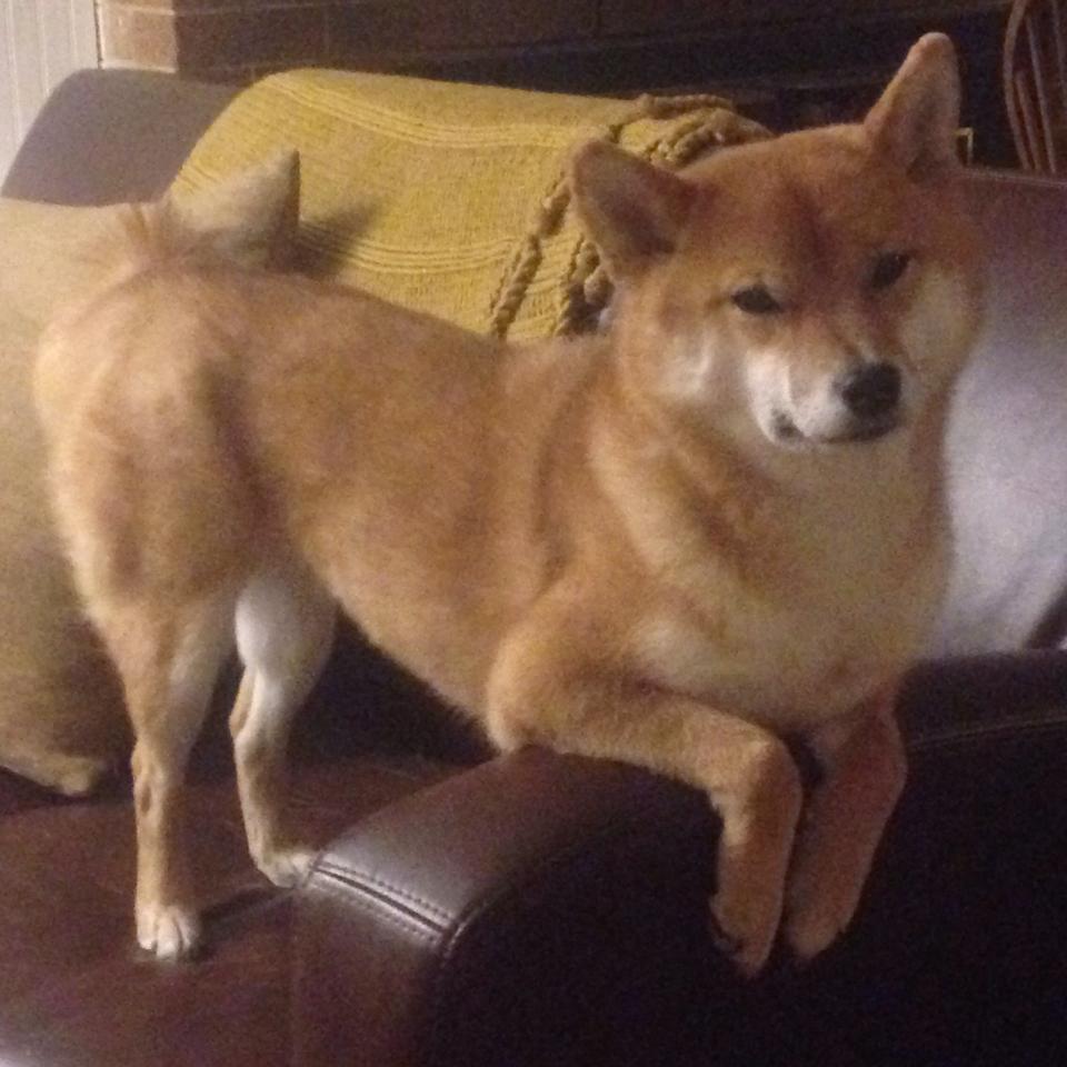 kaiyun中国官方网站-【洋基双核心发威】Judge与Stanton联手逆转比赛，洋基队是啥