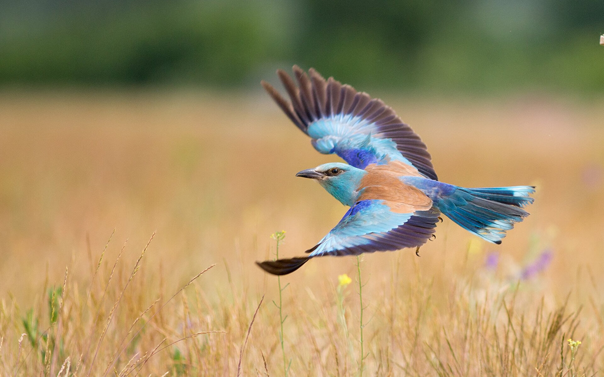 开云中国大陆-迪巴拉状态火爆，意甲成为关键枢纽，足坛迪巴拉