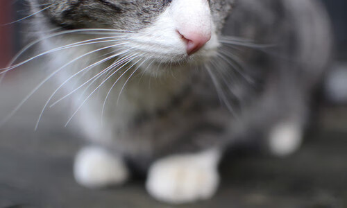 kaiyun登录入口-青训基地建设迎来政策扶持，提升基础设施质量，青训营百度百科