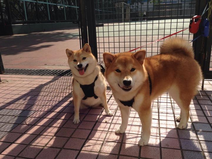 利勒斯特城力克对手，晋级德国杯四分之一决赛，德国杯12_0