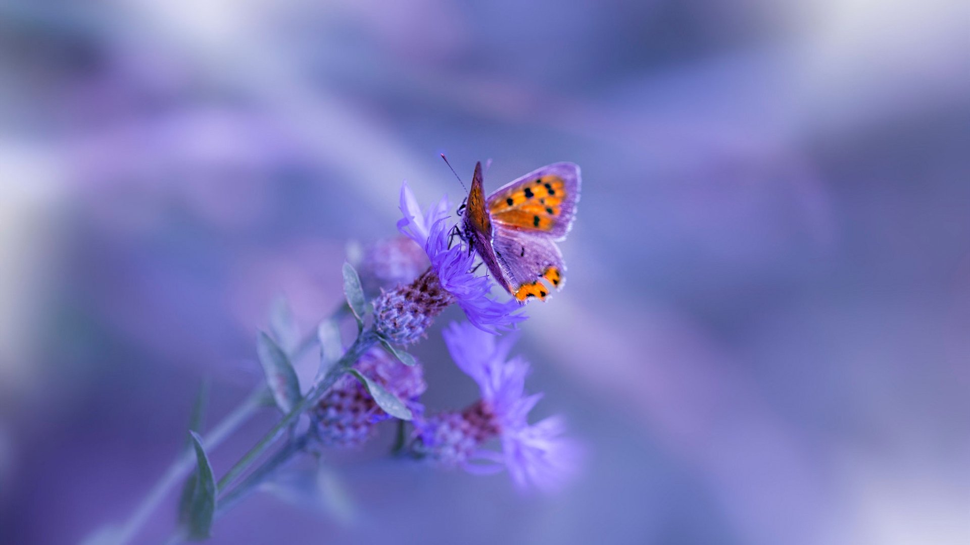 意大利在蒙彼利耶与瑞士队对抗,争取胜利,意大利队完胜瑞士队提前小组出线