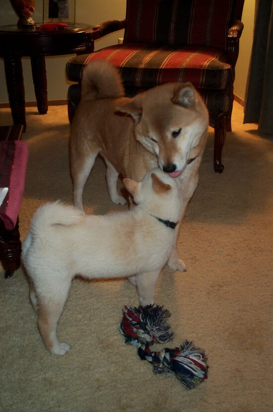 重庆斯威在主场击败大连一方,全取三分,重庆斯威主场位置