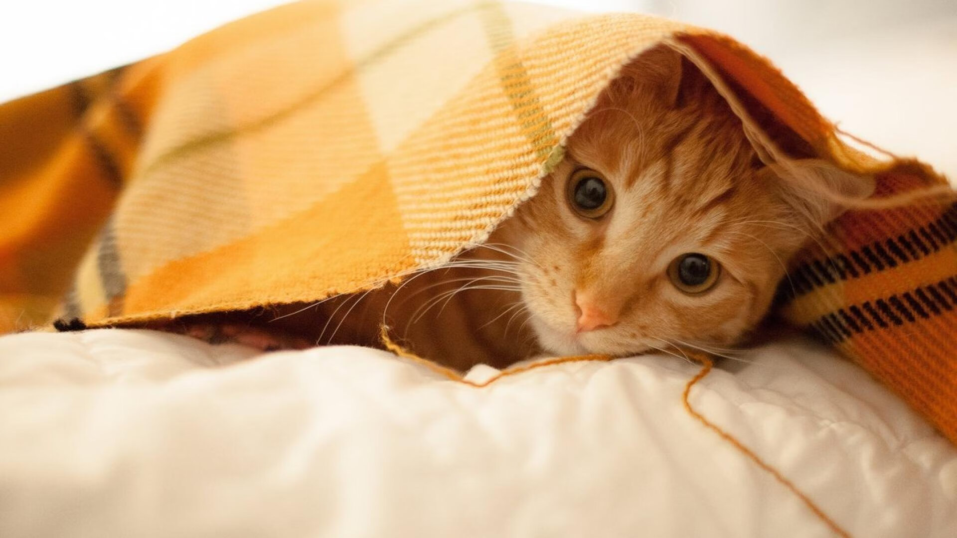 开云体育-西甲俱乐部采用国内非传统渠道提升潮流形象，西甲所有俱乐部