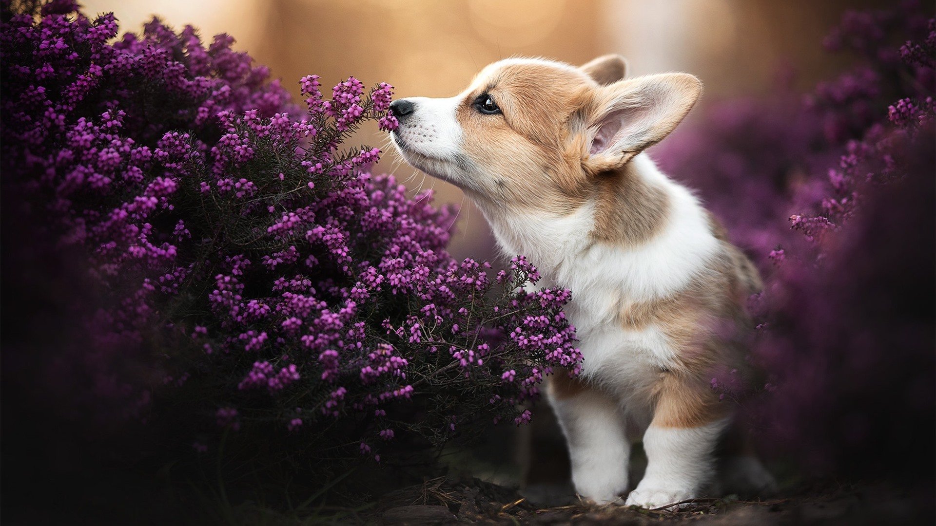 运动干预对慢性病防控成效的跟踪评估报告,运动与慢病防治心得体会