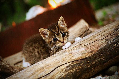“东桃花岛赛场:缆绳滑水展现飞翔与技巧的完美结合”