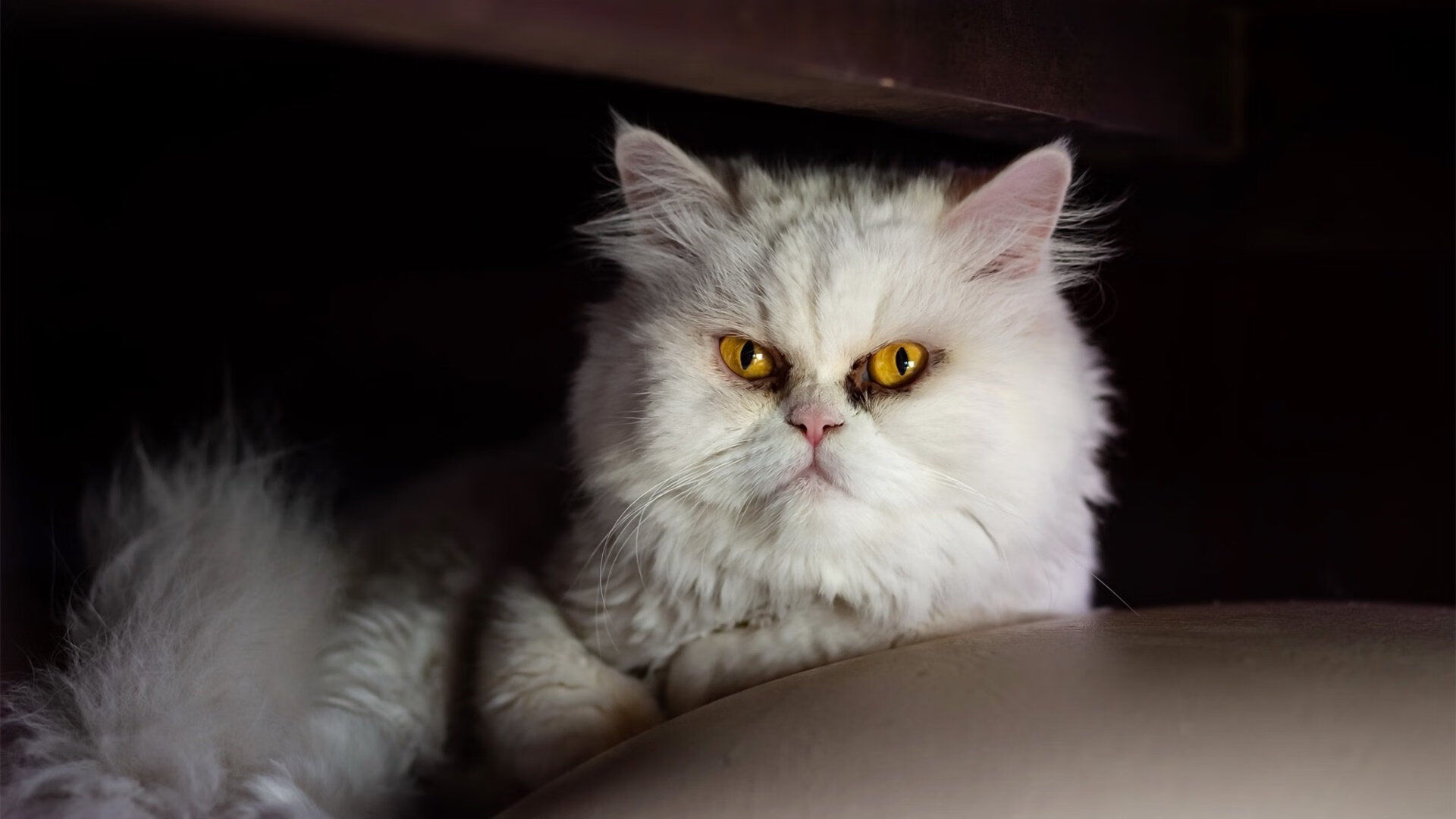 国家体育总局启动校园体教融合试点,国家体育总局启动校园体教融合试点工作