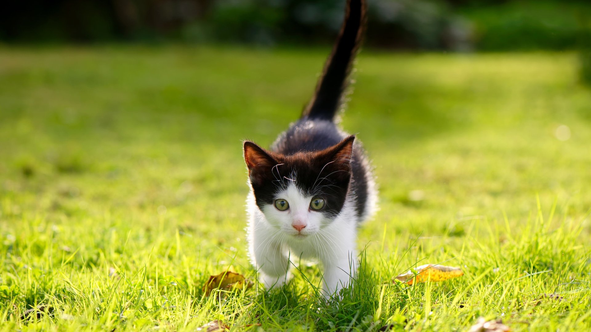 德国队如何在国际乒联混合团体世界杯中适应赛制变化?,德国队乒乓