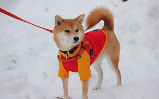 Kaiyun官方登录入口-世界杯最燃集锦：激烈拼搏瞬间集萃，世界杯精彩集锦视频