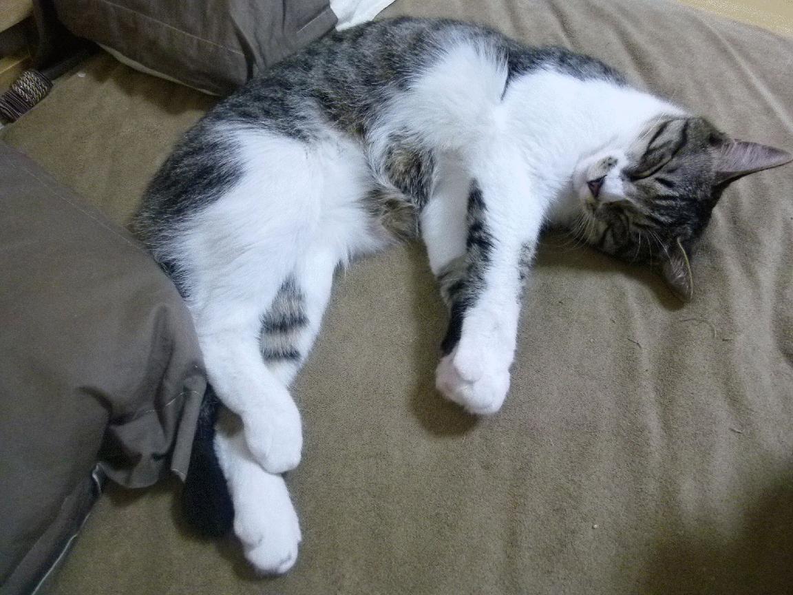 开云体育-利物浦稳扎稳打，欧冠赛场展现强大实力