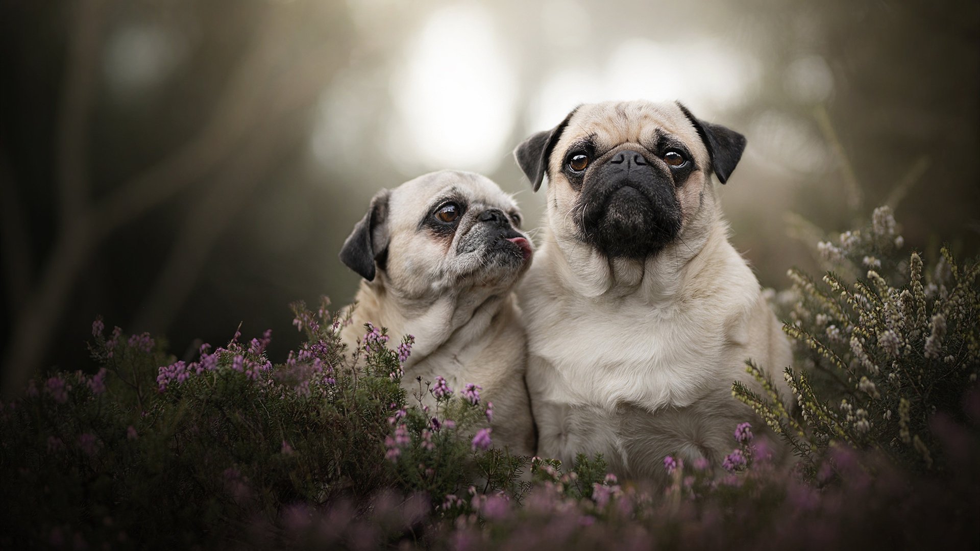 开云官方网站-唐纳德·高尔的突破与决策能力是袋鼠队的进攻支柱，唐纳德高德纳
