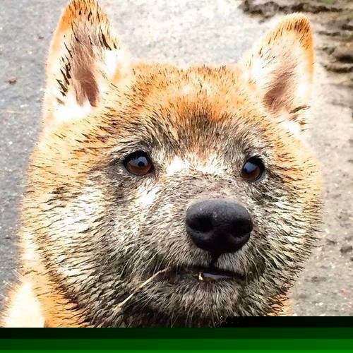 法甲赛事的线上直播互动体验，2021法甲直播哪个app直播