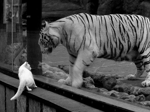 kaiyun体育app-篮球裁判能力考核机制优化确保赛事执法水平稳步提升，篮球技术裁判