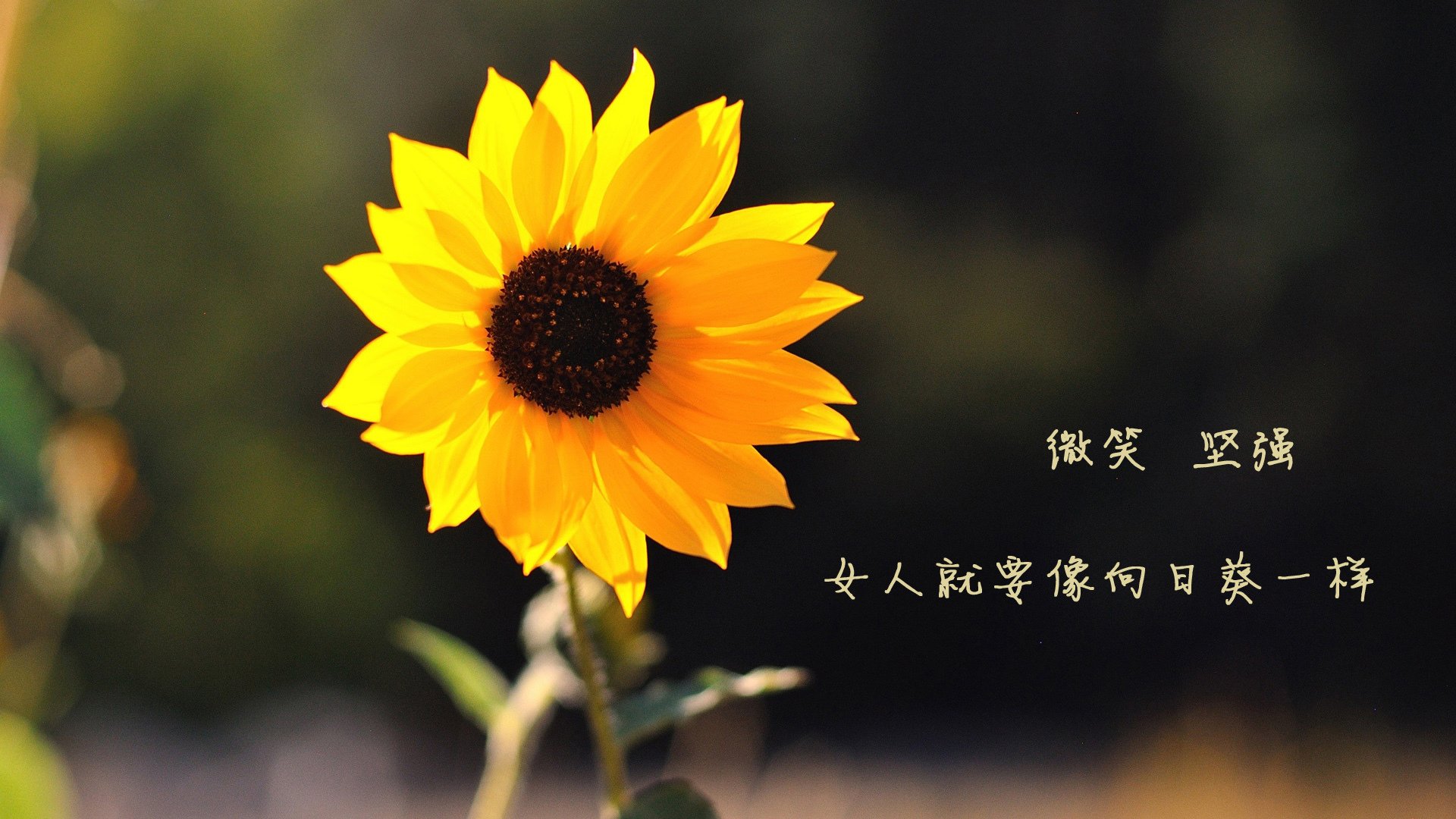 kaiyun登录入口-莫莉·奥卡拉汉展现新生代游泳实力，莫利卡拉汉