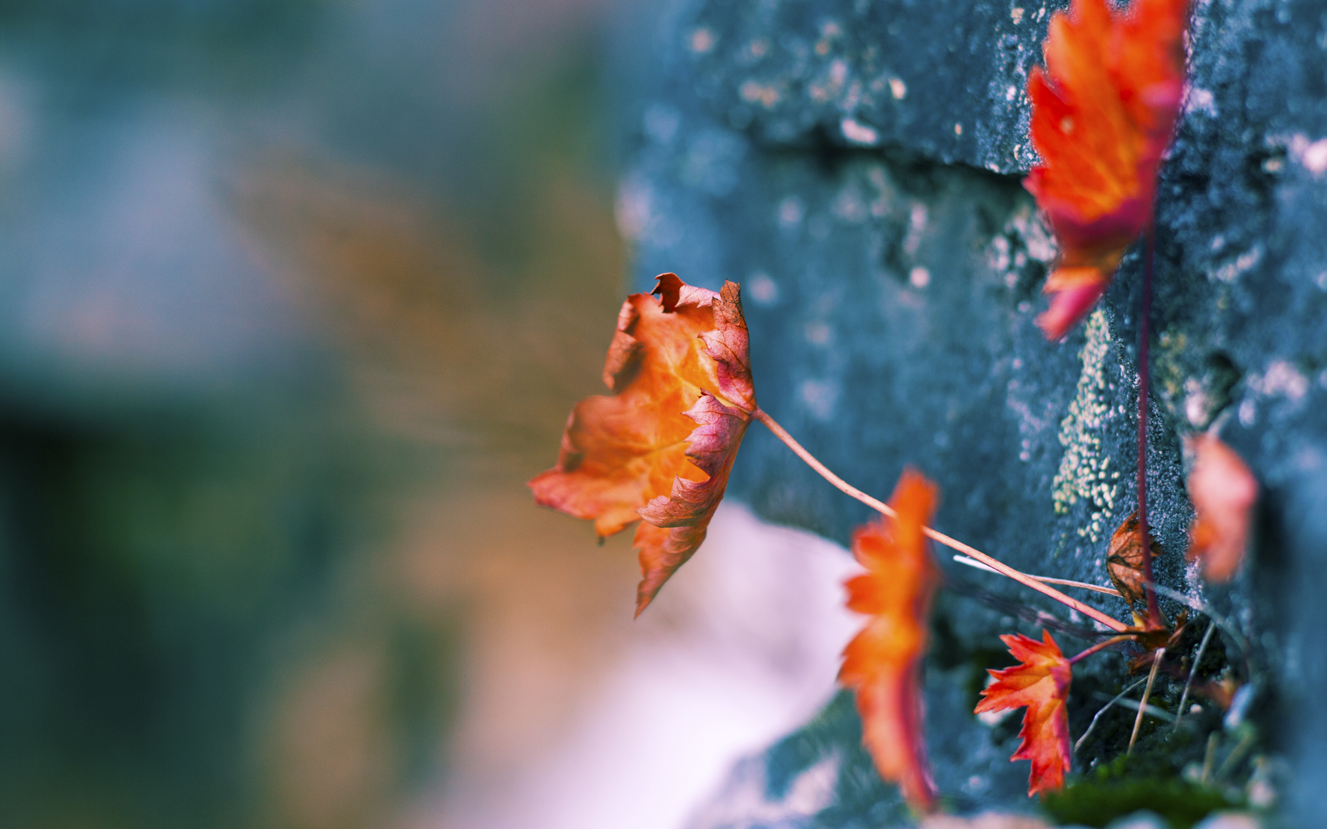 开云·体育官网-黎巴嫩男篮在西亚锦标赛中拼搏到底， Champion Dreams 携手同步，黎巴嫩男篮亚洲杯